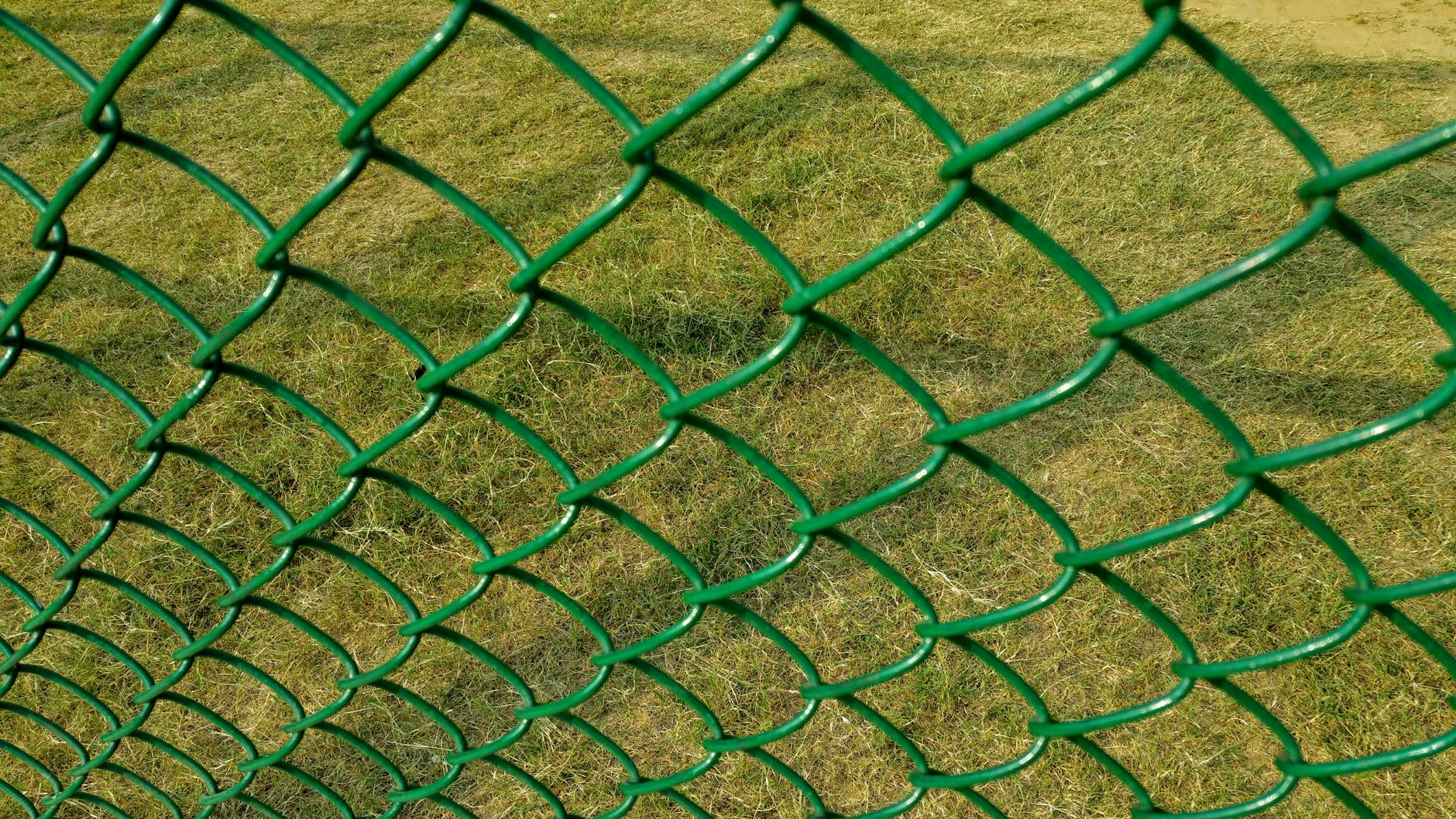 Rasa de câini English Cocker Spaniel: temperament, aspect și îngrijire